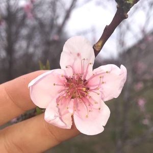 Meet your Posher, Lizzie